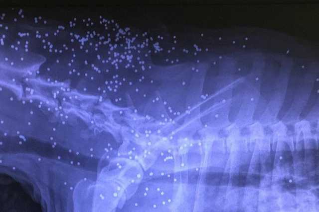 Bari, cane trafitto da centinaia di piombini: in foto la terrificante radiografia 